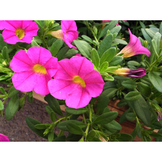 ロイヤリティーフリー素材：ピンク色の花:GIF・JPEG