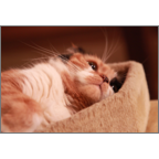 かわかみふみこの作品発表：はがき作成とDM印刷：生き物_ネコ_12