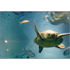 かわかみふみこの作品発表：はがき作成とDM印刷：動物_亀_1