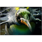 かわかみふみこの作品発表：はがき作成とDM印刷：動物_ペンギン_5