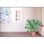 かわかみふみこの作品発表：はがき作成とDM印刷：インテリア_鉢植え_1