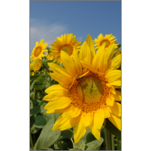 Ｈａｒｃｙさんのギャラリー