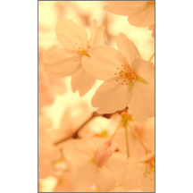 ツートン_ピンク_1のデザインで作成と印刷