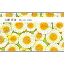 名刺作成｜ファンシー_デージー_3｜7601