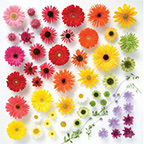 新着デザイナー:キッシーの作品発表のクリエイターギャラリー