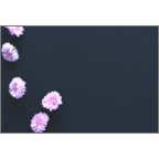 カワチヨ．の作品発表：はがき作成とDM印刷：矢車草-黒背景