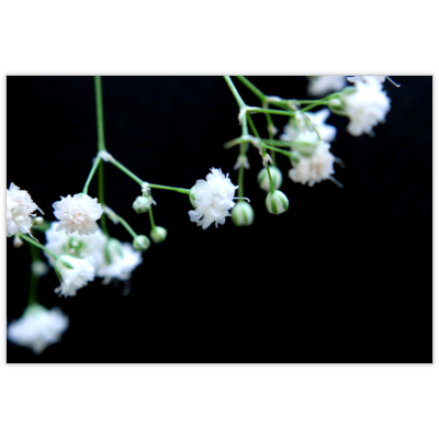 はがき・DM・ポストカードの作成と印刷：かすみ草-黒背景