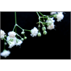 カワチヨ．の作品発表：はがき作成とDM印刷：かすみ草-黒背景