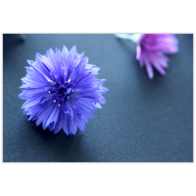 紫矢車-黒背景のはがき・DM・ポストカードの作成と印刷