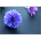 カワチヨ．の作品発表：はがき作成とDM印刷：紫矢車-黒背景