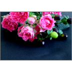 カワチヨ．の作品発表：はがき作成とDM印刷：ピンクローズ-黒背景