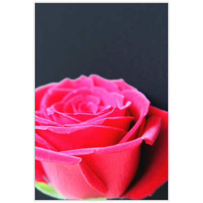 はがき・DM・ポストカードの作成と印刷：赤薔薇-黒背景