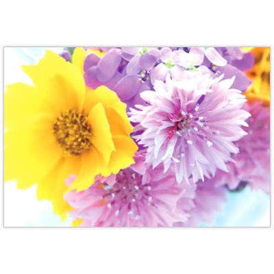 はがき・DM・ポストカードの作成と印刷：夢花草