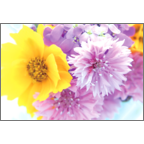 カワチヨ．の作品発表：はがき作成とDM印刷：夢花草