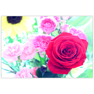 はがき・DM・ポストカードの作成と印刷：赤い夢花草