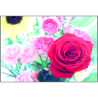 カワチヨ．の作品発表：はがき作成とDM印刷：赤い夢花草