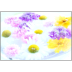 カワチヨ．の作品発表：はがき作成とDM印刷：水中花