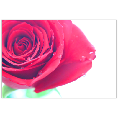 はがき・DM・ポストカードの作成と印刷：夢薔薇