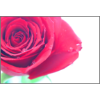 カワチヨ．の作品発表：はがき作成とDM印刷：夢薔薇