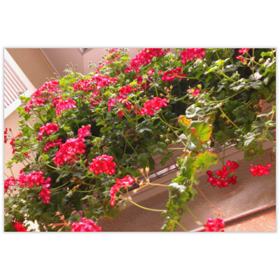 はがき・DM・ポストカードの作成と印刷：花の滝