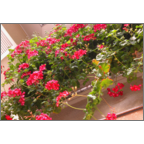 カワチヨ．の作品発表：はがき作成とDM印刷：花の滝