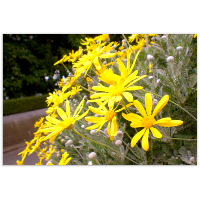 はがき・DM・ポストカードの作成と印刷：初夏の野菊