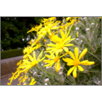 カワチヨ．の作品発表：はがき作成とDM印刷：初夏の野菊