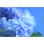 カワチヨ．の作品発表：はがき作成とDM印刷：青空の紫陽花