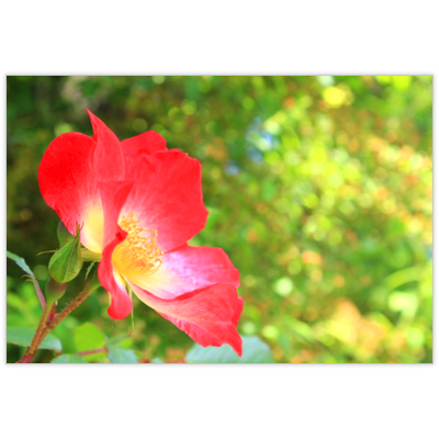 はがき・DM・ポストカードの作成と印刷：夏の花思い出の日