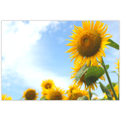 はがき・DM・ポストカードの作成と印刷：ひまわりの思い出