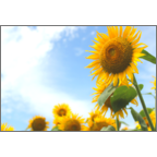 カワチヨ．の作品発表：はがき作成とDM印刷：ひまわりの思い出